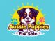 Aussie Puppies For Sale logo