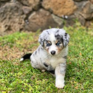 Kia 10-Week-Old Male Miniature Australian Shepherd for sale