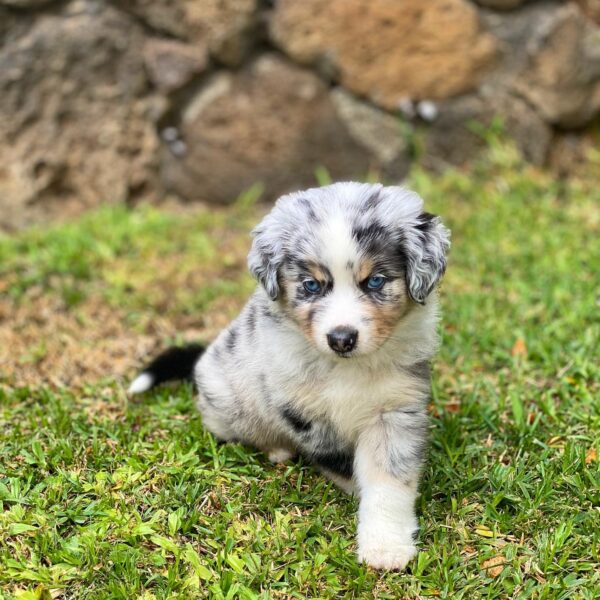 Kia 10-Week-Old Male Miniature Australian Shepherd for sale