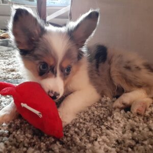 Leo 10-Week-Old Male Miniature Australian Shepherd for sale