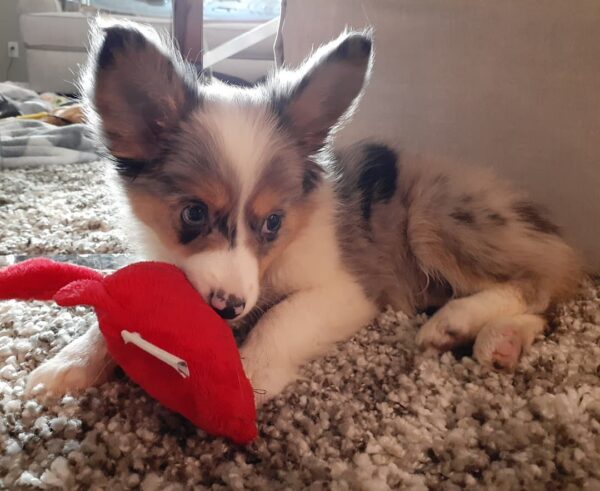 Leo 10-Week-Old Male Miniature Australian Shepherd for sale