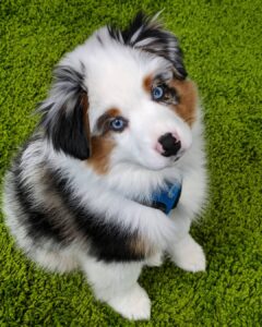 Casper 10-Week-Old Male Miniature Australian Shepherd for sale