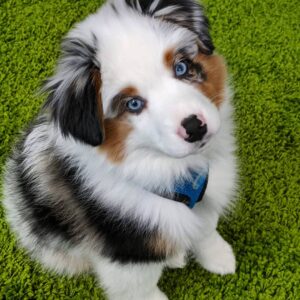 Casper 10-Week-Old Male Miniature Australian Shepherd for sale