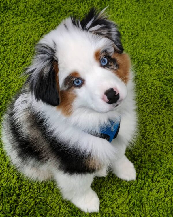 Casper 10-Week-Old Male Miniature Australian Shepherd for sale