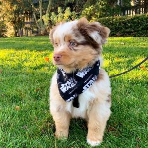 Milo 10-Week-Old Male Miniature Australian Shepherd for sale