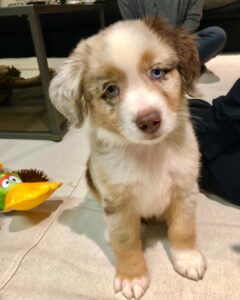 Mochi 10-Week-Old Female Miniature Australian Shepherd for sale