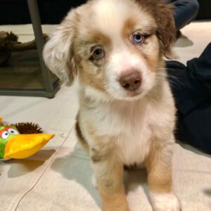 Mochi 10-Week-Old Female Miniature Australian Shepherd for sale