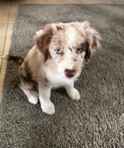 Nina 10-Week-Old Female Miniature Australian Shepherd for sale