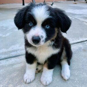 Percy 10-Week-Old Female Miniature Australian Shepherd for sale