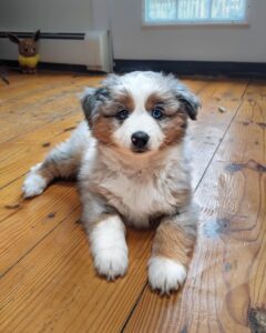 Smoke 10-Week-OldMale Miniature Australian Shepherd for sale