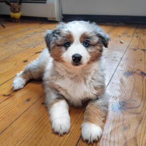 Smoke 10-Week-OldMale Miniature Australian Shepherd for sale
