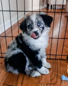 tiki 10 week old miniature australian shepherd female for sale