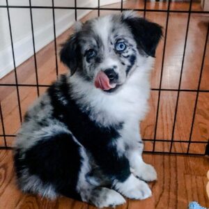tiki 10 week old miniature australian shepherd female for sale