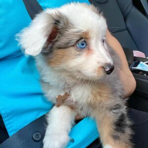 zobear 10 week old miniature australian shepherd female for sale